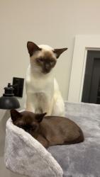 Lost Male Cat last seen Cricket nets, tennis courts, strip of land etc, Main Ridge, VIC 3928