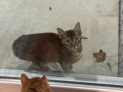 Found/Stray Unknown Cat last seen Greenway Plantation- Sloop Point Loop, Pender County, NC 28443