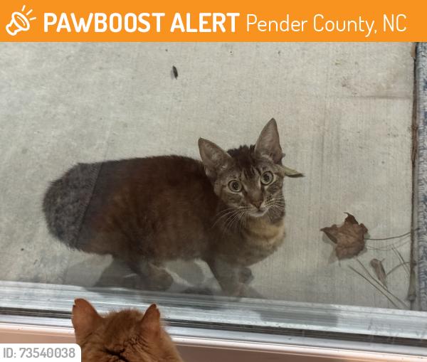 Found/Stray Unknown Cat last seen Greenway Plantation- Sloop Point Loop, Pender County, NC 28443