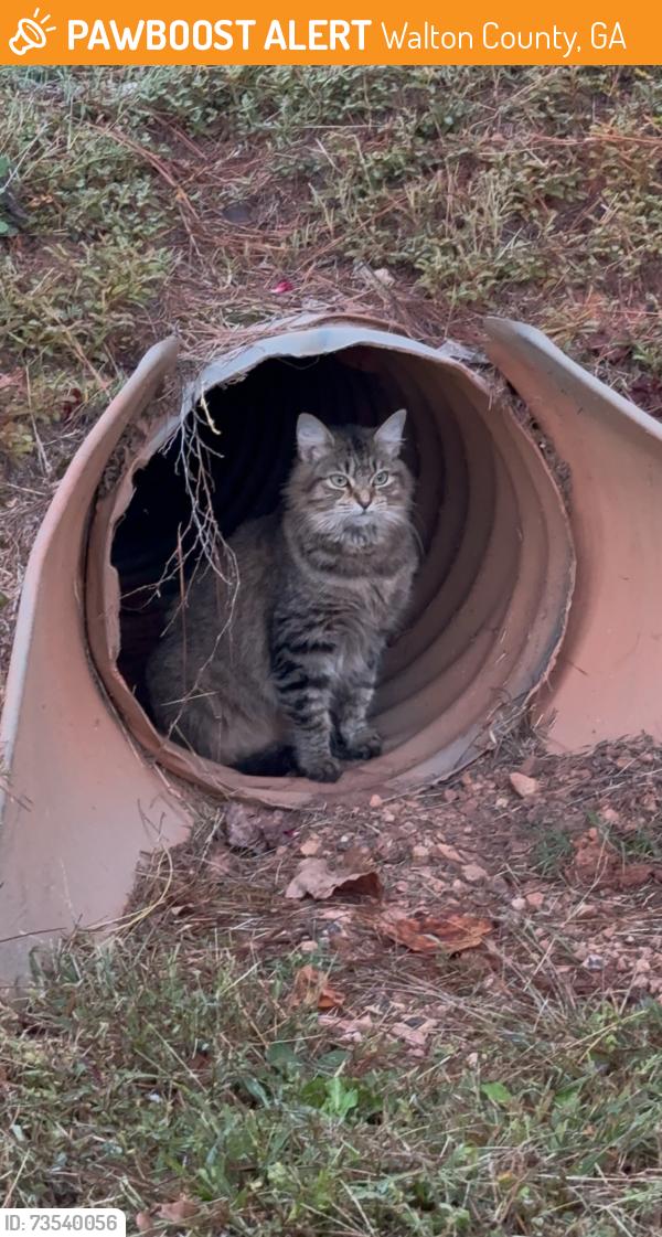 Found/Stray Female Cat last seen Near Countryside Animal hosp, Walton County, GA 30014