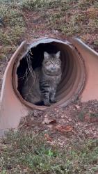 Found/Stray Female Cat last seen Near Countryside Animal hosp, Walton County, GA 30014