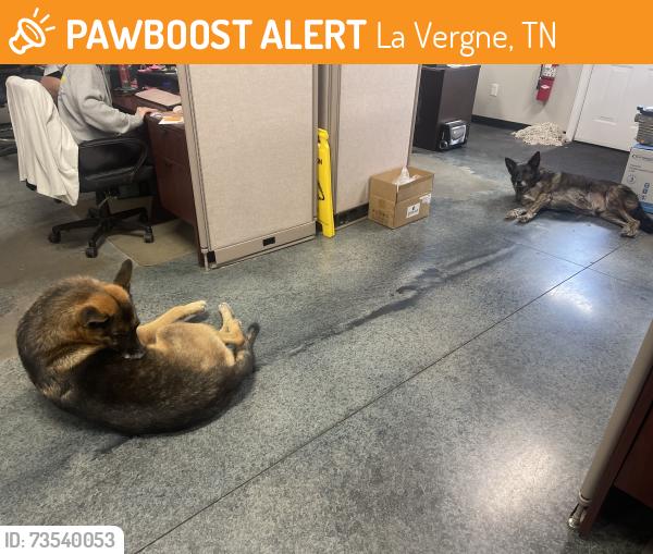 Found/Stray Male Dog last seen Murfreesboro rd, La Vergne, TN 37086