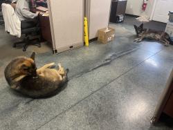 Found/Stray Male Dog last seen Murfreesboro rd, La Vergne, TN 37086