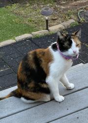 Found/Stray Unknown Cat last seen Hall Street and Main Street, Newington, CT 06111