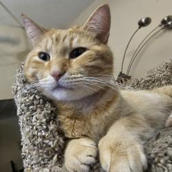 Lost Male Cat last seen Near, Milwaukee, WI 53223