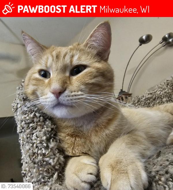 Lost Male Cat last seen Near, Milwaukee, WI 53223