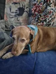 Lost Female Dog last seen Dixie highway, Lake Worth Beach, FL 33460