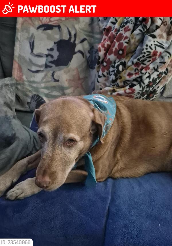 Lost Female Dog last seen Dixie highway, Lake Worth Beach, FL 33460