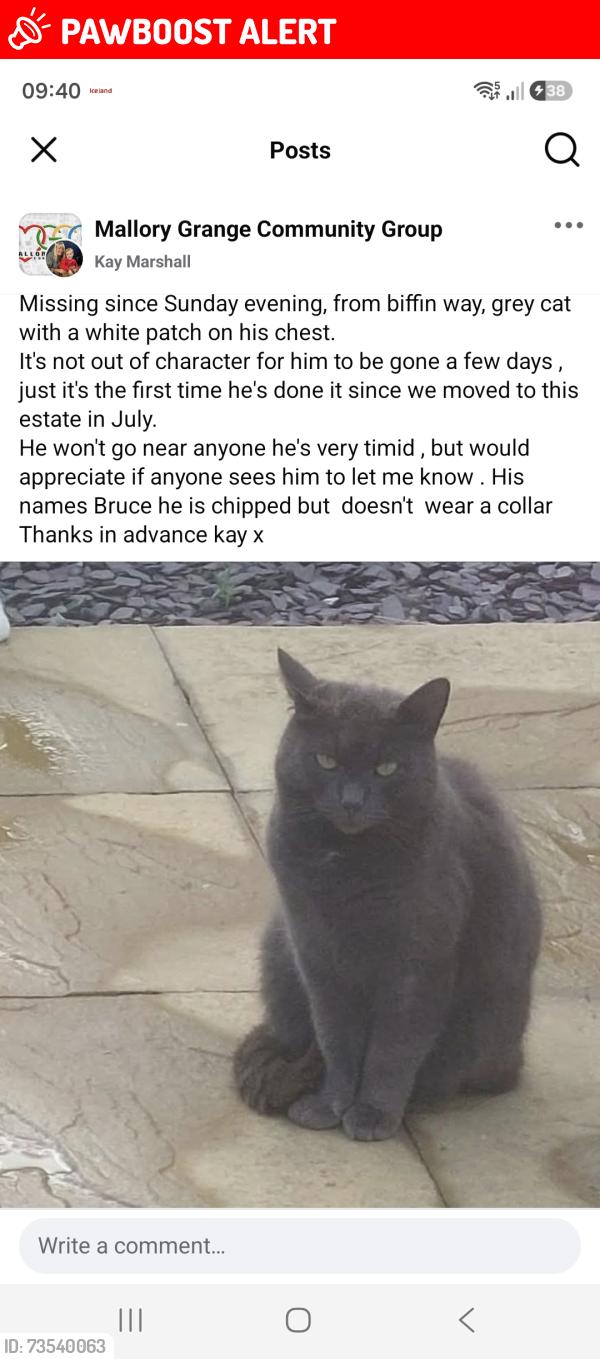 Lost Male Cat last seen Mallory grange, Royal Leamington Spa, England CV31 2FB