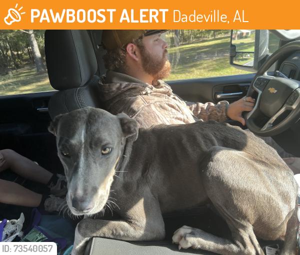 Found/Stray Female Dog last seen Near in Dadeville Alabama on the Alexander City side, Dadeville, AL 36853