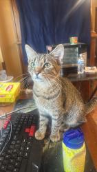 Reunited Male Cat last seen Near, Indianapolis, IN 46201