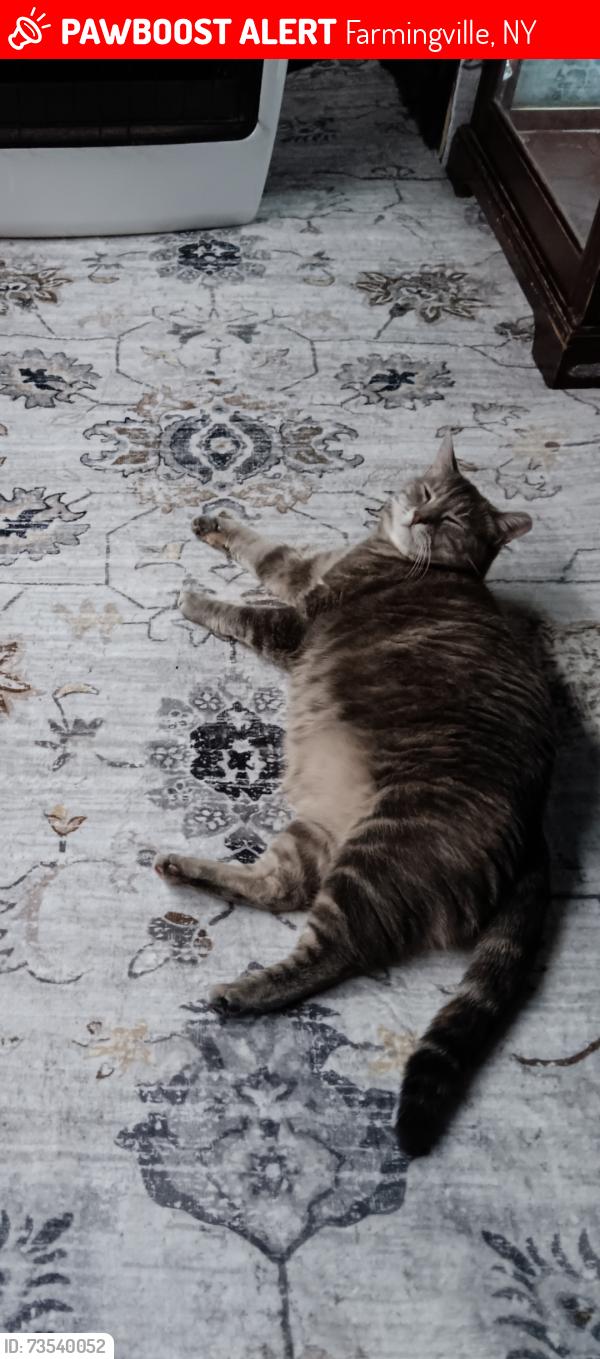 Lost Female Cat last seen Near Arden Court farmingville, Farmingville, NY 11738
