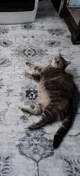 Lost Female Cat last seen Near Arden Court farmingville, Farmingville, NY 11738