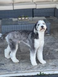 Lost Male Dog last seen Jordan Road and Donahue, Greer, SC 29651