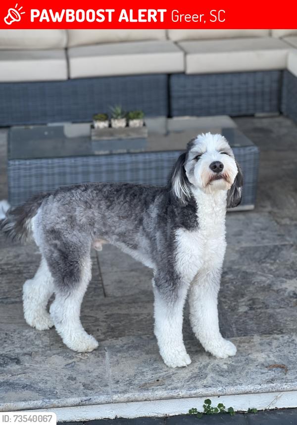 Lost Male Dog last seen Jordan Road and Donahue, Greer, SC 29651