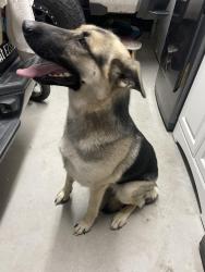 Found/Stray Female Dog last seen Between soboba casino and Scientology church, San Jacinto, CA 92583