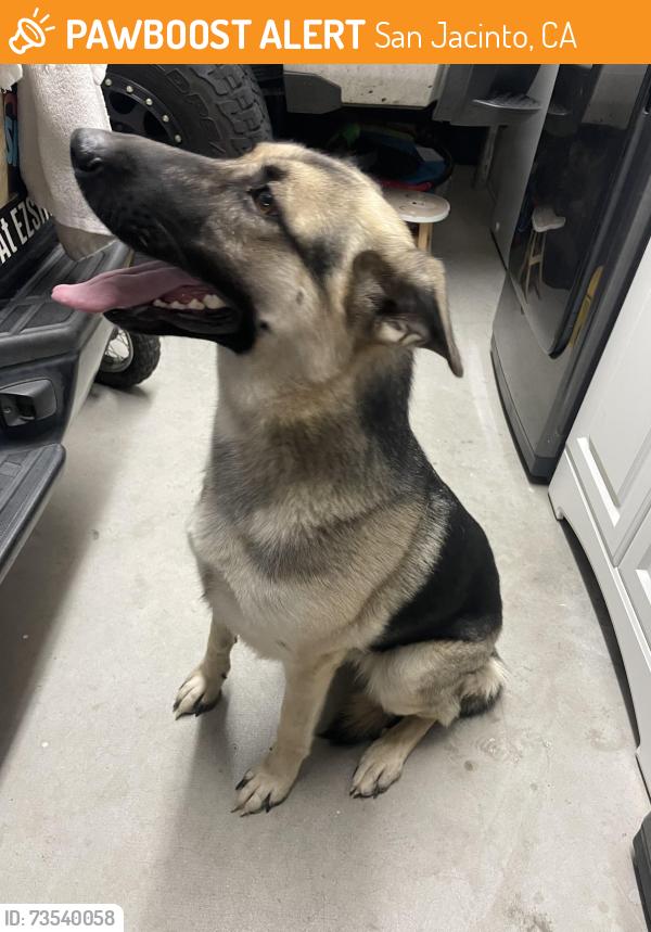 Found/Stray Female Dog last seen Between soboba casino and Scientology church, San Jacinto, CA 92583