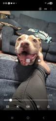 Found/Stray Female Dog last seen Parrish and Barlow, Bellmead, TX 76705
