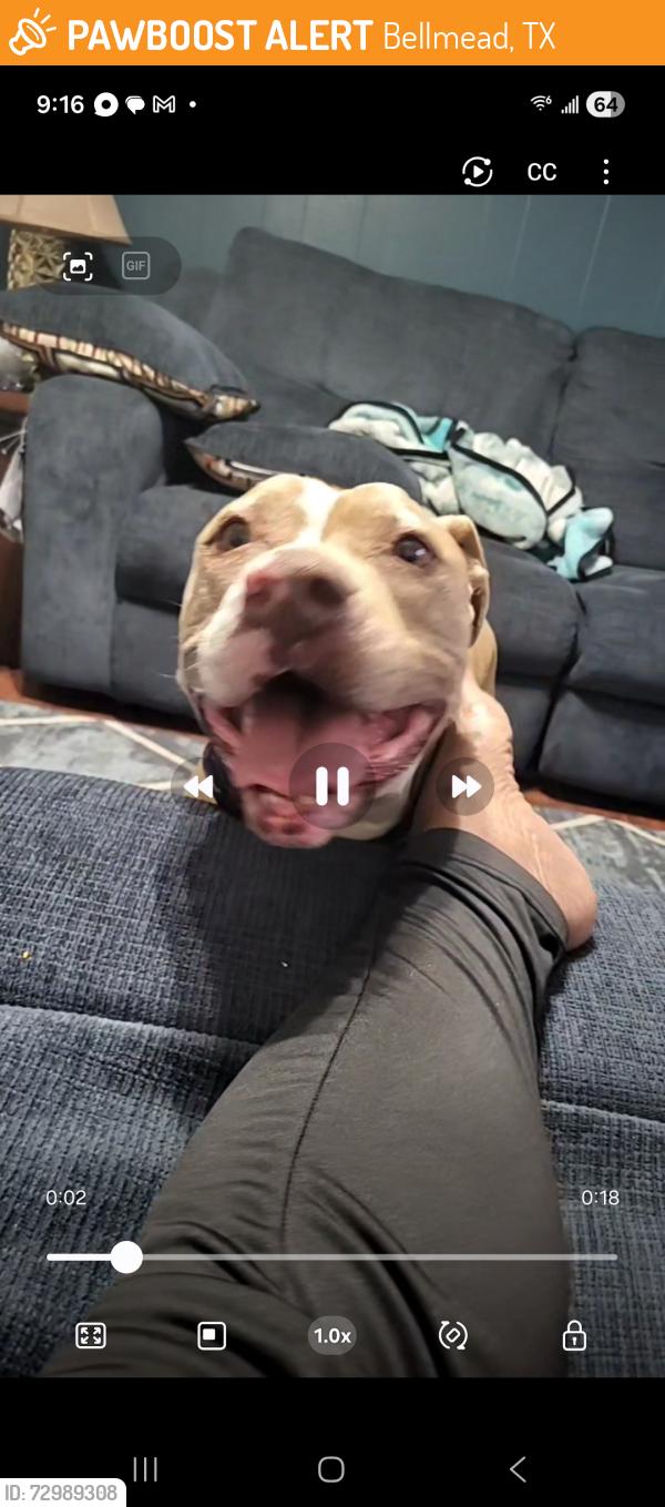 Found/Stray Female Dog last seen Parrish and Barlow, Bellmead, TX 76705