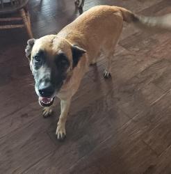 Reunited Male Dog last seen 200th SW and County Line Road, Rose Hill, KS 67133