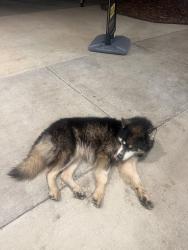 Found/Stray Male Dog last seen Pilot truck stop, Birmingham, AL 35207