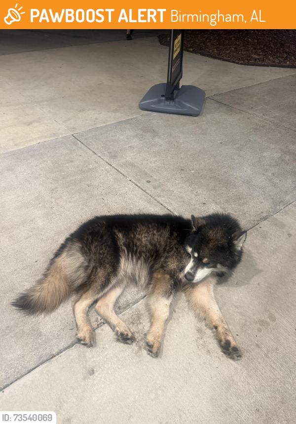 Found/Stray Male Dog last seen Pilot truck stop, Birmingham, AL 35207