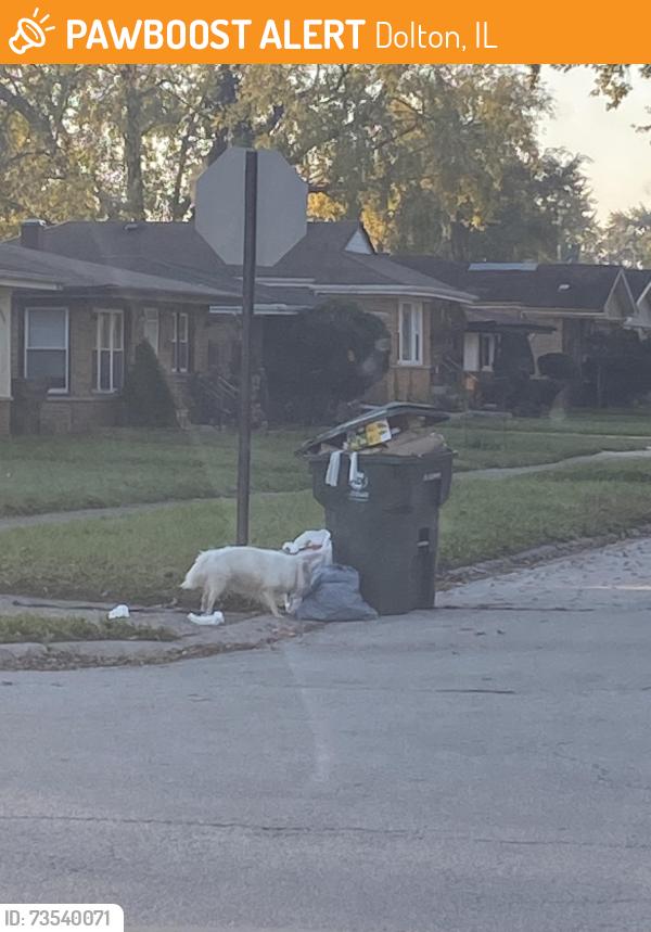 Found/Stray Unknown Dog last seen 144th Avalon, Dolton, IL 60419