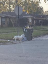 Found/Stray Unknown Dog last seen 144th Avalon, Dolton, IL 60419