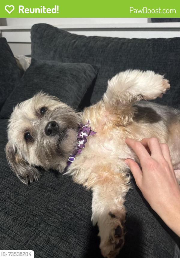 Reunited Female Dog last seen NW Leonard and Hamilton, Grand Rapids, MI 49504