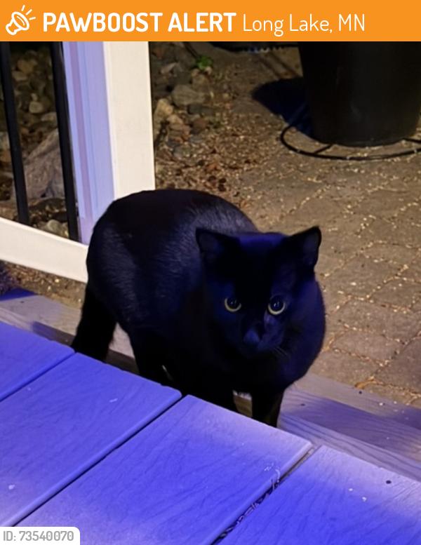Found/Stray Unknown Cat last seen Old Crystal Bay Road North and Hwy 12, Orono, MN, Long Lake, MN 55356