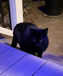 Found/Stray Unknown Cat last seen Old Crystal Bay Road North and Hwy 12, Orono, MN, Long Lake, MN 55356