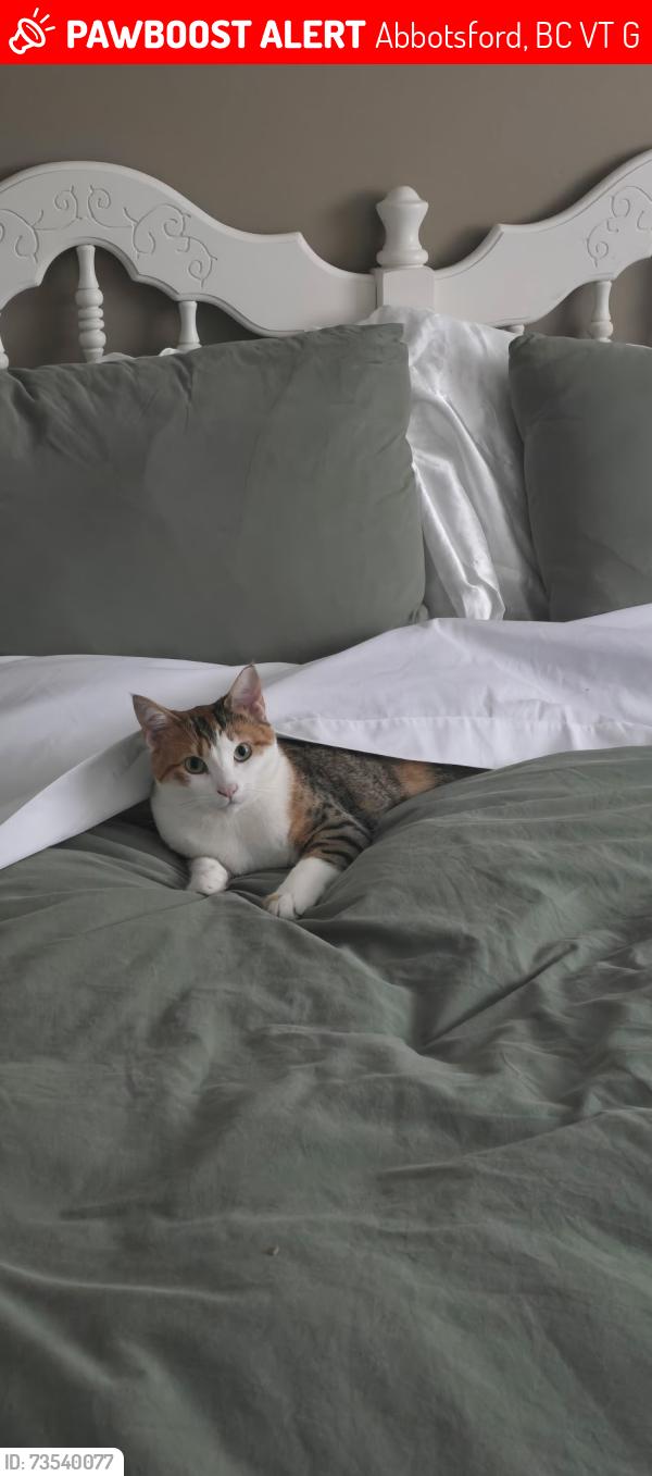 Lost Female Cat last seen Old Yale, Ten Broeck Elementary, Princess Street, Abbotsford, BC V2T 2G1