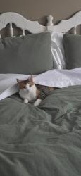 Lost Female Cat last seen Old Yale, Ten Broeck Elementary, Princess Street, Abbotsford, BC V2T 2G1