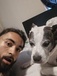 Lost Female Dog last seen Hawthorne street, Middletown, OH 45042