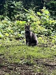 Lost Male Cat last seen Queen lane, Philadelphia, PA 19144