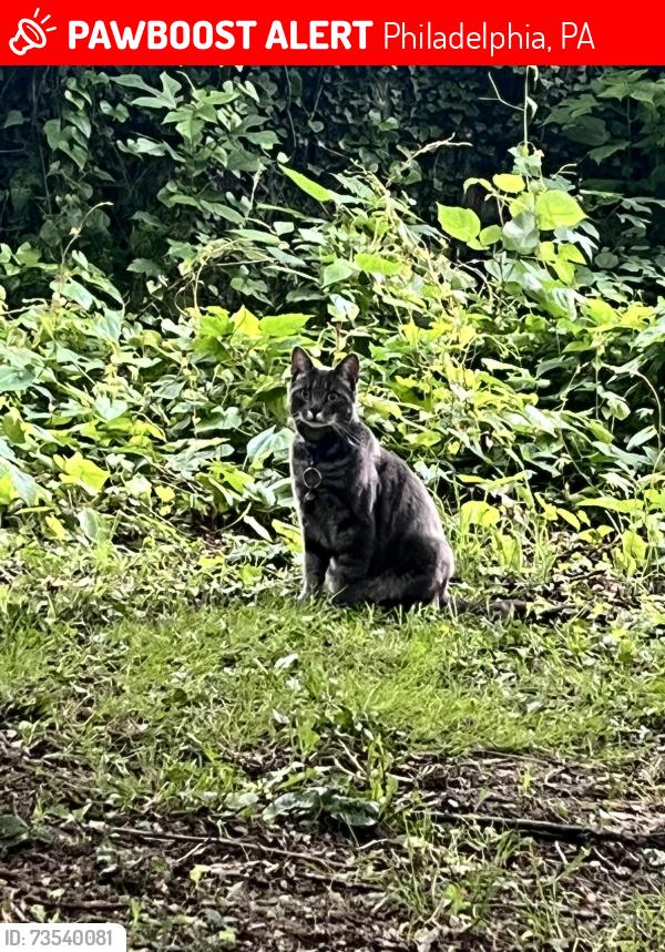 Lost Male Cat last seen Queen lane, Philadelphia, PA 19144