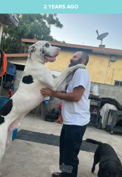 Lost Male Dog last seen Brand and 7th, San Fernando, CA 91340