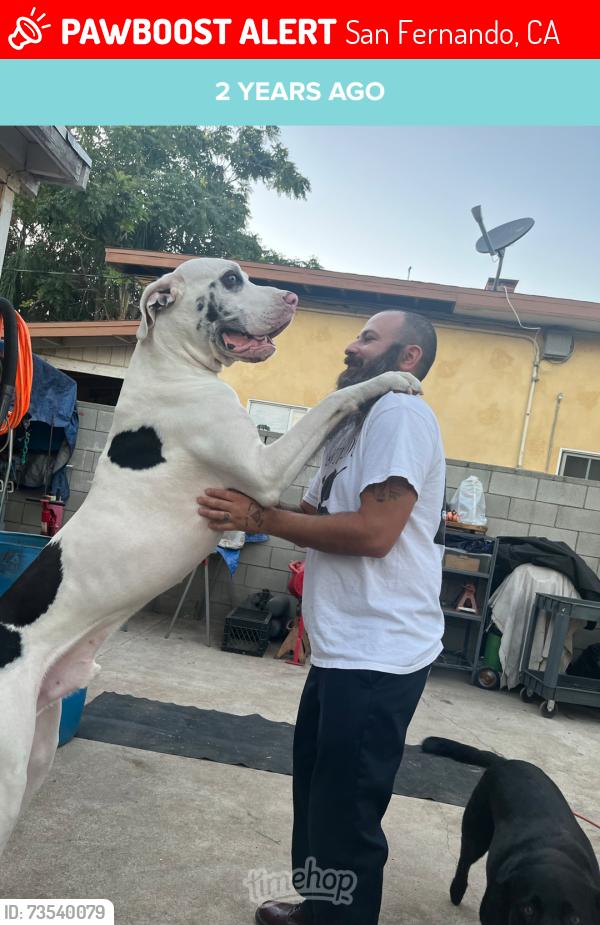 Lost Male Dog last seen Brand and 7th, San Fernando, CA 91340