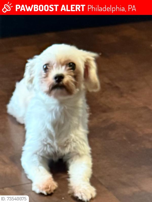 Lost Female Dog last seen 5th & blvd, Philadelphia, PA 19120