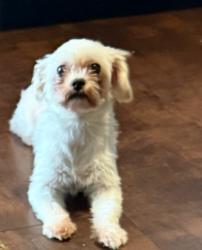 Lost Female Dog last seen 5th & blvd, Philadelphia, PA 19120