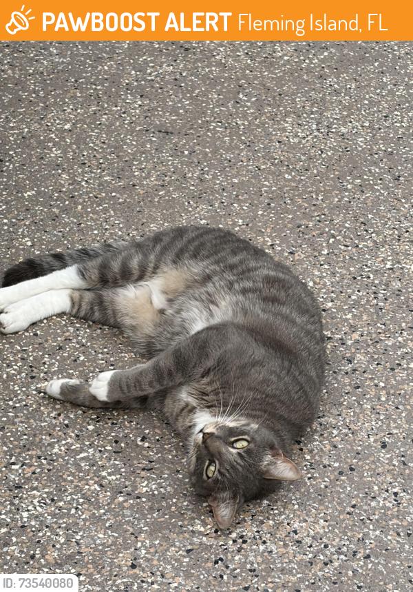Found/Stray Male Cat last seen Malley cove lane and pine, Fleming Island, FL 32003