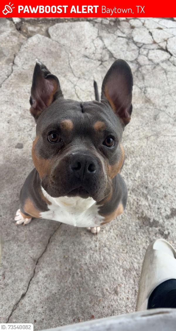 Lost Male Dog last seen Lindberg ave, Baytown, TX 77520