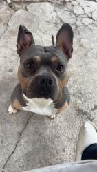 Lost Male Dog last seen Lindberg ave, Baytown, TX 77520