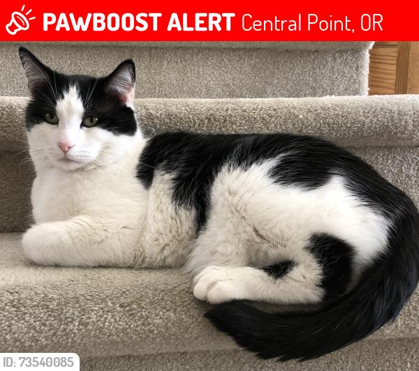 Lost Male Cat last seen Annalee, Jackson Creek Dr., Beall Lane, Central Point, OR 97502
