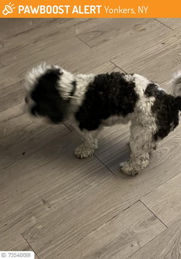 Found/Stray Unknown Dog last seen Teresa Ave & Frum Ave, Yonkers, NY 10704