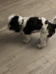 Found/Stray Unknown Dog last seen Teresa Ave & Frum Ave, Yonkers, NY 10704