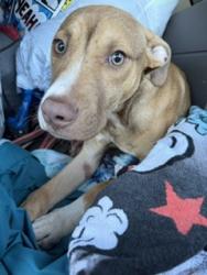 Shelter Stray Male Dog last seen BURLINGTON AC, 221 Stone Quarry Rd, Burlington, NC 27217, USA