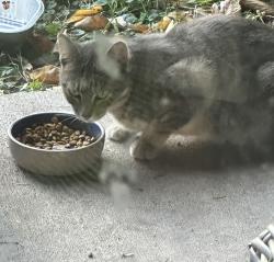 Found/Stray Unknown Cat last seen Old Crystal Bay Road and Watertown Road, Orono, MN, Orono, MN 55356
