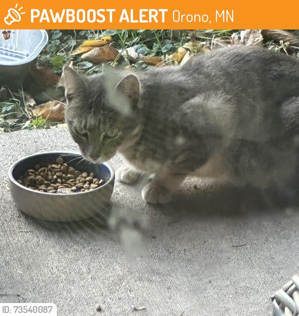 Found/Stray Unknown Cat last seen Old Crystal Bay Road and Watertown Road, Orono, MN, Orono, MN 55356