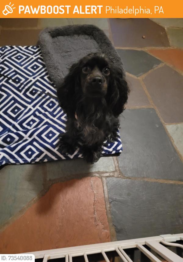 Found/Stray Female Dog last seen Silverwood and Wigard, Philadelphia, PA 19128